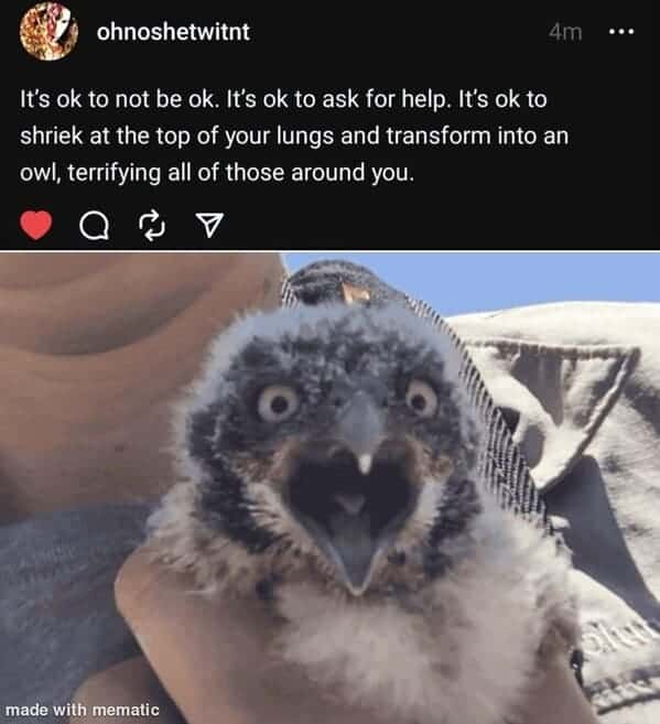 animal memes, pet memes, Funny Pet Memes, Hilarious pet pictures, Cute animal jokes, Funny animal compilations, Cute pet antics, dog memes, cat memes