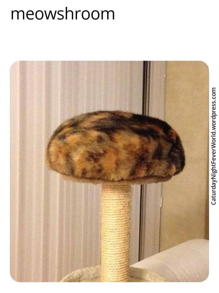 animal memes, funny animal memes, funny pet memes, humorous animal images, amusing animal jokes, comical creature memes, hilarious pet pics, chuckle-worthy animal humor