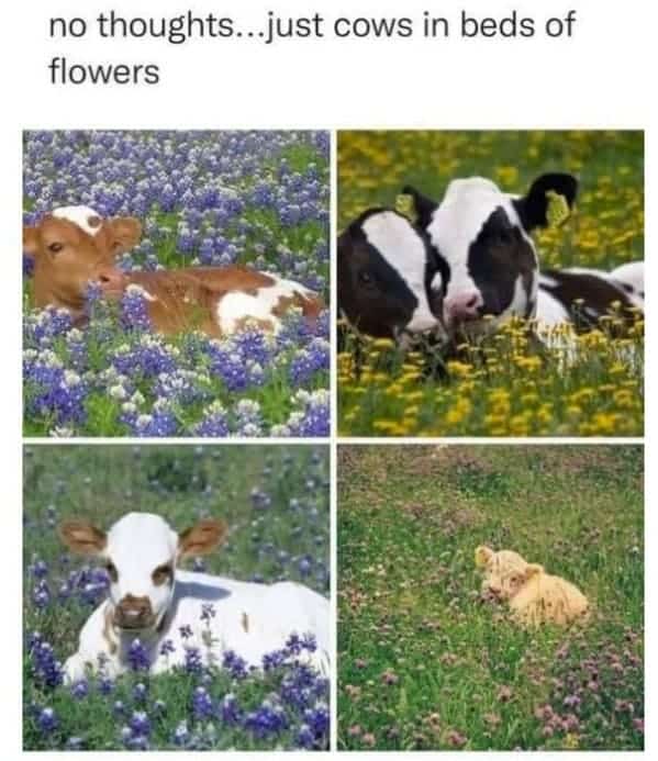 animal memes, pet memes, Funny Pet Memes, Hilarious pet pictures, Cute animal jokes, Funny animal compilations, Cute pet antics, dog memes, cat memes