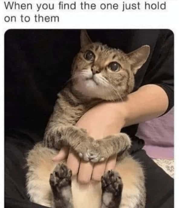 animal memes, pet memes, Funny Pet Memes, Hilarious pet pictures, Cute animal jokes, Funny animal compilations, Cute pet antics, dog memes, cat memes