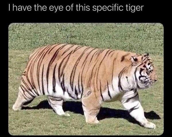 animal memes, pet memes, Funny Pet Memes, Hilarious pet pictures, Cute animal jokes, Funny animal compilations, Cute pet antics, dog memes, cat memes