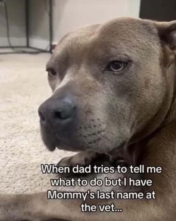 animal memes, pet memes, Funny Pet Memes, Hilarious pet pictures, Cute animal jokes, Funny animal compilations, Cute pet antics, dog memes, cat memes