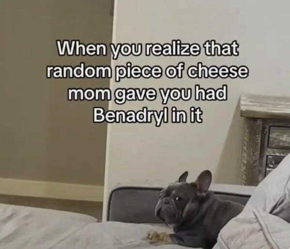 animal memes, pet memes, Funny Pet Memes, Hilarious pet pictures, Cute animal jokes, Funny animal compilations, Cute pet antics, dog memes, cat memes