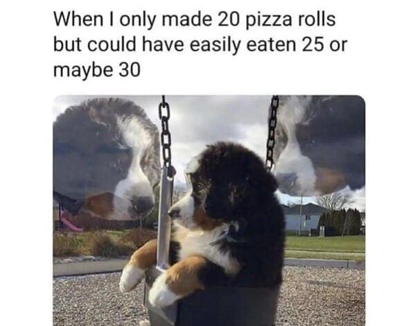 animal memes, pet memes, Funny Pet Memes, Hilarious pet pictures, Cute animal jokes, Funny animal compilations, Cute pet antics, dog memes, cat memes