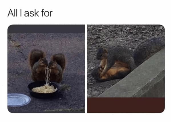animal memes, pet memes, Funny Pet Memes, Hilarious pet pictures, Cute animal jokes, Funny animal compilations, Cute pet antics, dog memes, cat memes