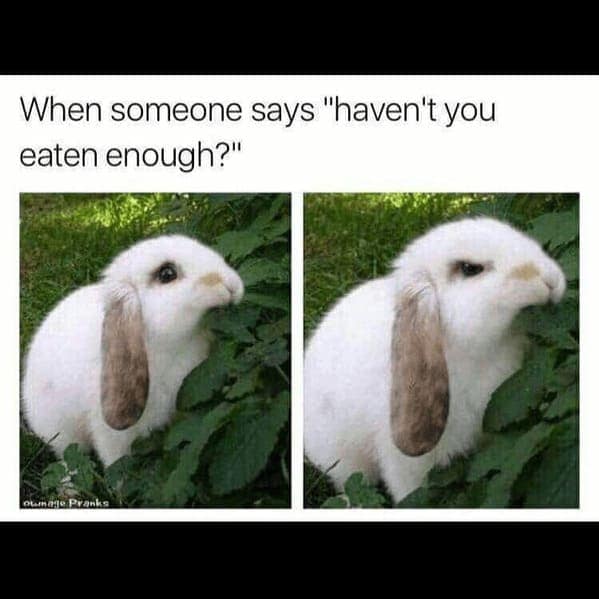 animal memes, pet memes, Funny Pet Memes, Hilarious pet pictures, Cute animal jokes, Funny animal compilations, Cute pet antics, dog memes, cat memes