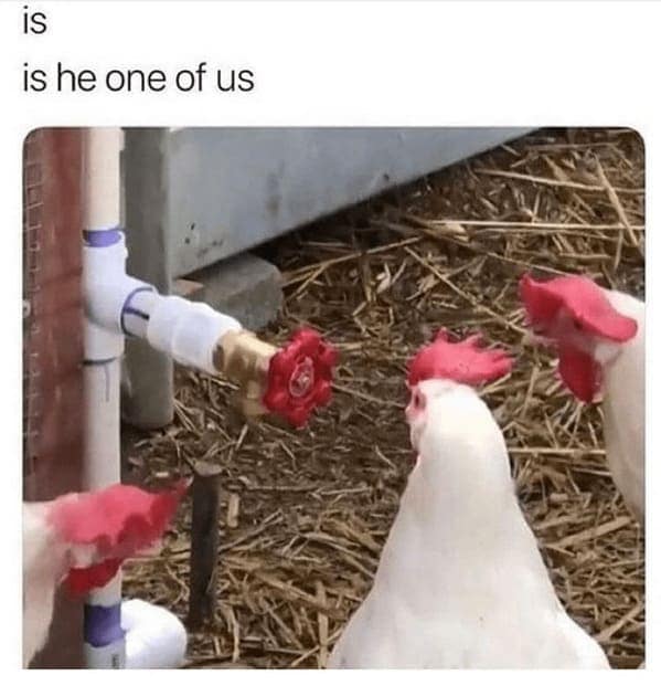 animal memes, pet memes, Funny Pet Memes, Hilarious pet pictures, Cute animal jokes, Funny animal compilations, Cute pet antics, dog memes, cat memes