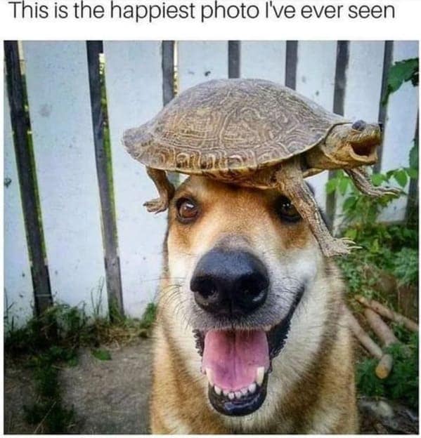 animal memes, pet memes, Funny Pet Memes, Hilarious pet pictures, Cute animal jokes, Funny animal compilations, Cute pet antics, dog memes, cat memes