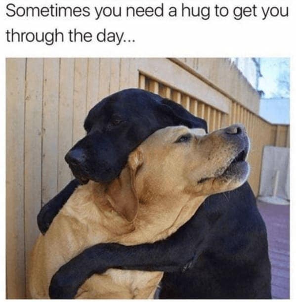 animal memes, pet memes, Funny Pet Memes, Hilarious pet pictures, Cute animal jokes, Funny animal compilations, Cute pet antics, dog memes, cat memes