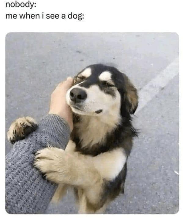 animal memes, pet memes, Funny Pet Memes, Hilarious pet pictures, Cute animal jokes, Funny animal compilations, Cute pet antics, dog memes, cat memes