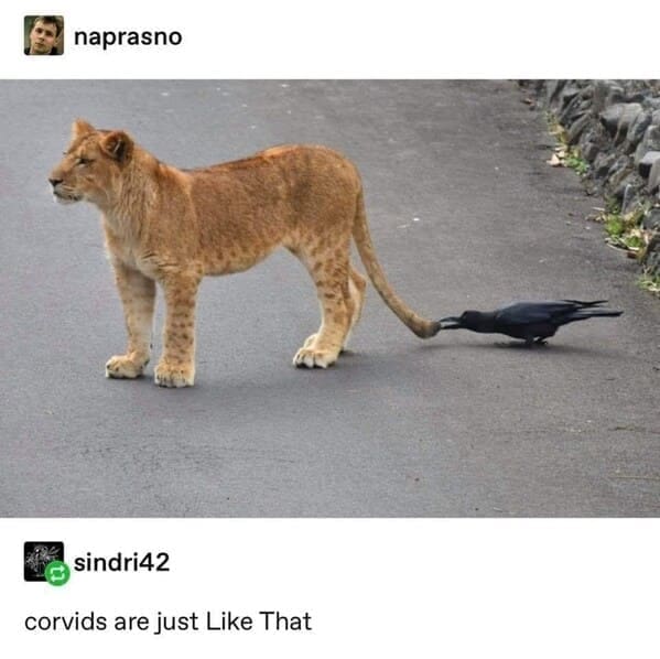 animal memes, pet memes, Funny Pet Memes, Hilarious pet pictures, Cute animal jokes, Funny animal compilations, Cute pet antics, dog memes, cat memes