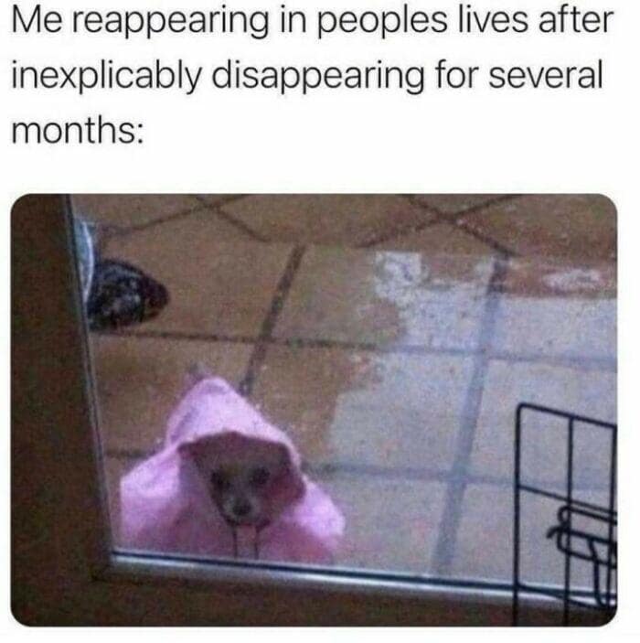 animal memes, funny animal memes, funny pet memes, humorous animal images, amusing animal jokes, comical creature memes, hilarious pet pics, chuckle-worthy animal humor