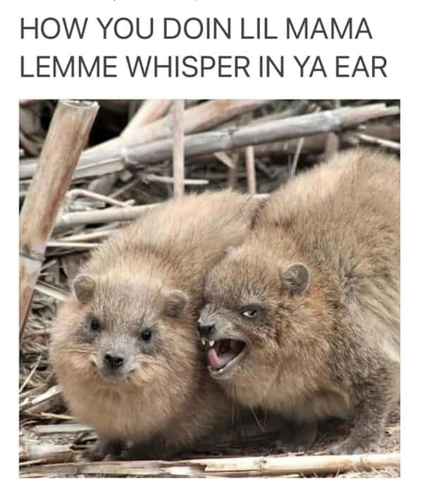 animal memes, pet memes, Funny Pet Memes, Hilarious pet pictures, Cute animal jokes, Funny animal compilations, Cute pet antics, dog memes, cat memes