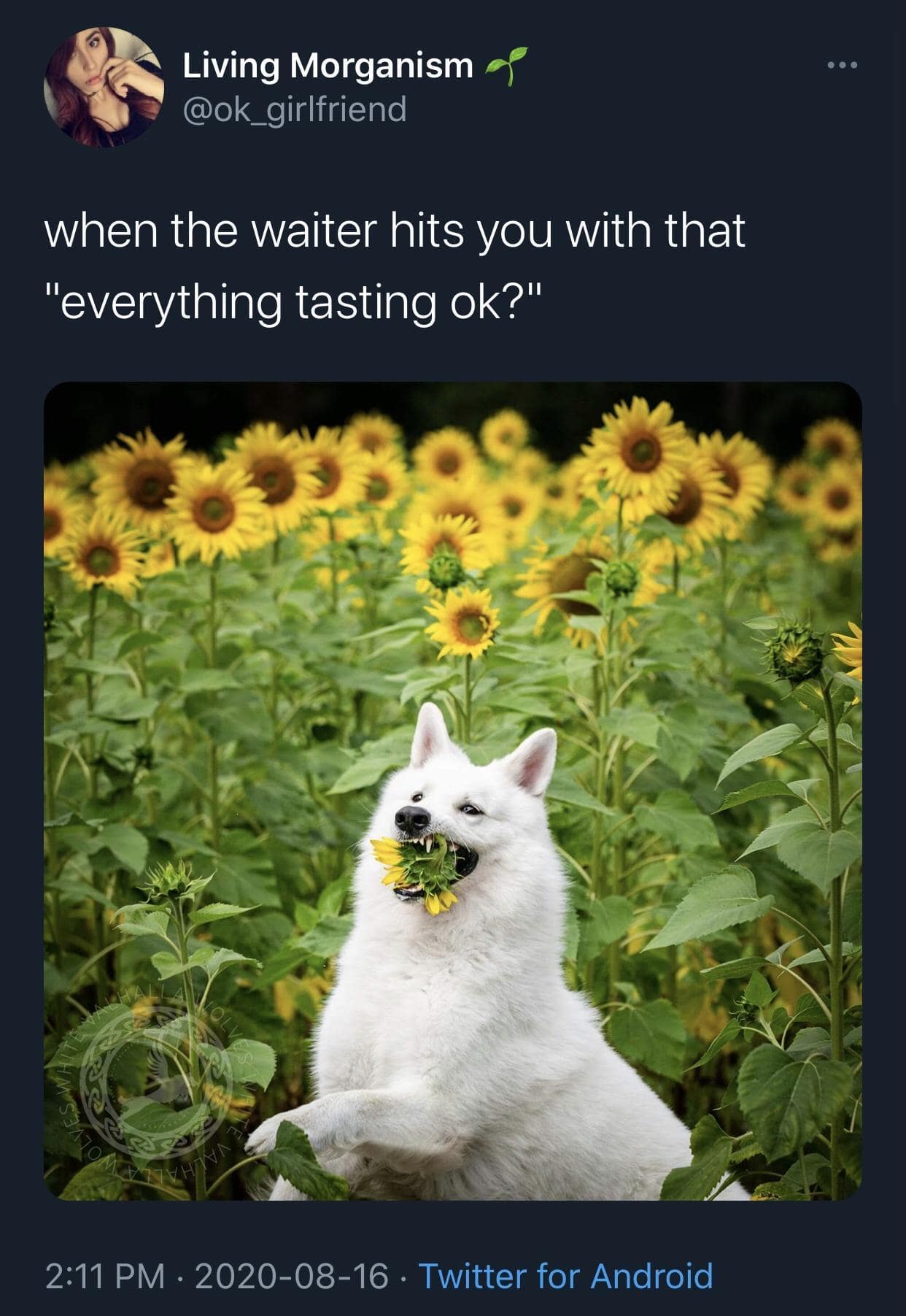 animal memes, funny animal memes, funny pet memes, humorous animal images, amusing animal jokes, comical creature memes, hilarious pet pics, chuckle-worthy animal humor