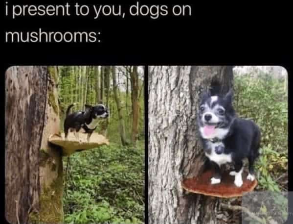 animal memes, pet memes, Funny Pet Memes, Hilarious pet pictures, Cute animal jokes, Funny animal compilations, Cute pet antics, dog memes, cat memes