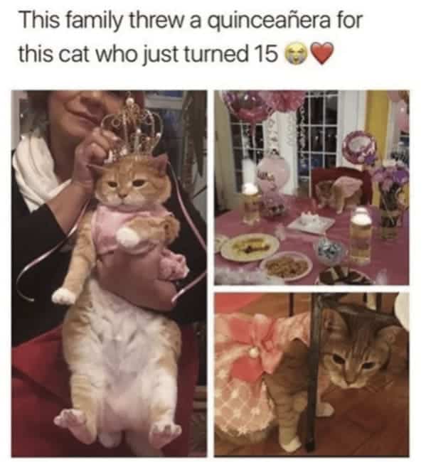 animal memes, pet memes, Funny Pet Memes, Hilarious pet pictures, Cute animal jokes, Funny animal compilations, Cute pet antics, dog memes, cat memes