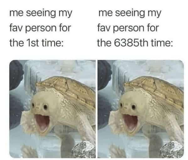 animal memes, pet memes, Funny Pet Memes, Hilarious pet pictures, Cute animal jokes, Funny animal compilations, Cute pet antics, dog memes, cat memes