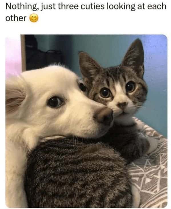 animal memes, pet memes, Funny Pet Memes, Hilarious pet pictures, Cute animal jokes, Funny animal compilations, Cute pet antics, dog memes, cat memes