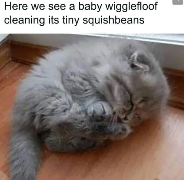 cat memes, funny cat pictures, hilarious cat pictures, funny cat photos