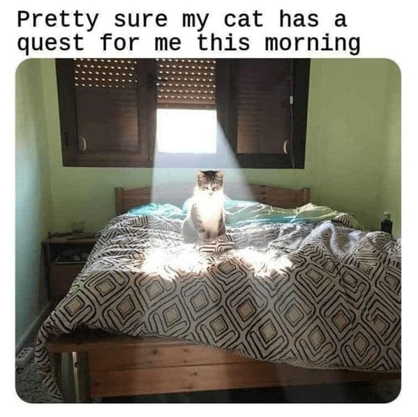 cat memes, funny cat memes, Side-splitting Cat Content, Gut-busting Cat Clips, Laugh-out-loud Cat Reels