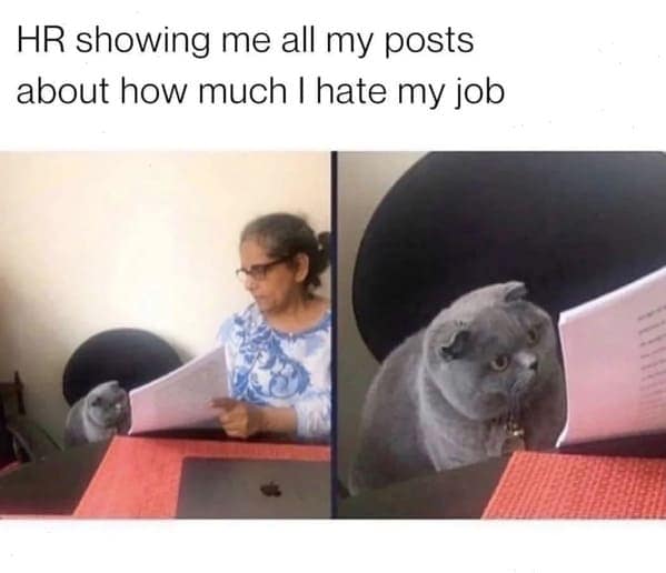 cat memes, funny cat pictures, hilarious cat pictures, funny cat photos