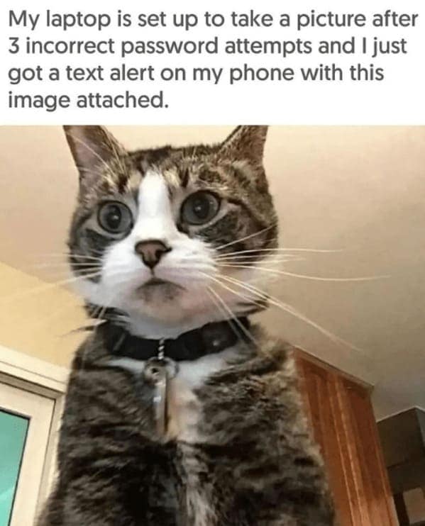 cat memes, funny cat memes, Side-splitting Cat Content, Gut-busting Cat Clips, Laugh-out-loud Cat Reels