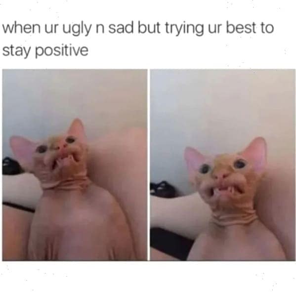 cat memes, funny cat pictures, hilarious cat pictures, funny cat photos