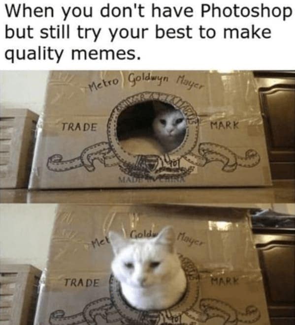 cat memes, funny cat memes, Side-splitting Cat Content, Gut-busting Cat Clips, Laugh-out-loud Cat Reels