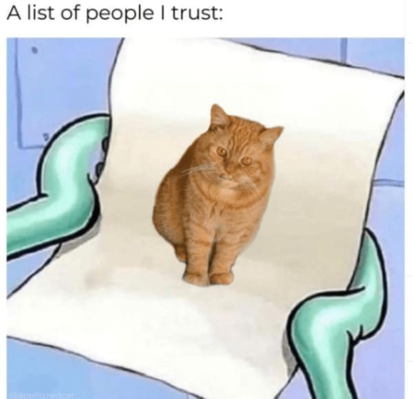 cat memes, funny cat memes, Side-splitting Cat Content, Gut-busting Cat Clips, Laugh-out-loud Cat Reels