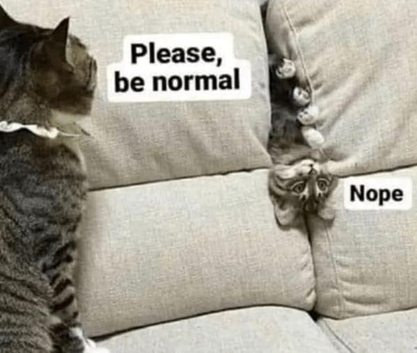 cat memes, funny cat memes, Side-splitting Cat Content, Gut-busting Cat Clips, Laugh-out-loud Cat Reels