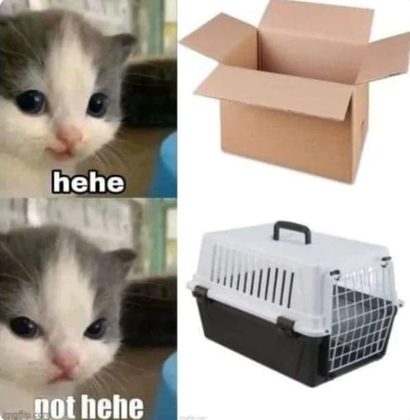 cat memes, funny cat pictures, hilarious cat pictures, funny cat photos