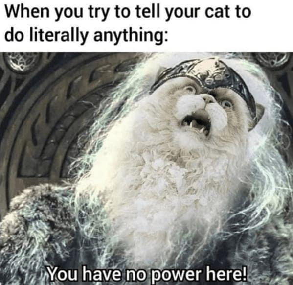 cat memes, funny cat memes, Side-splitting Cat Content, Gut-busting Cat Clips, Laugh-out-loud Cat Reels