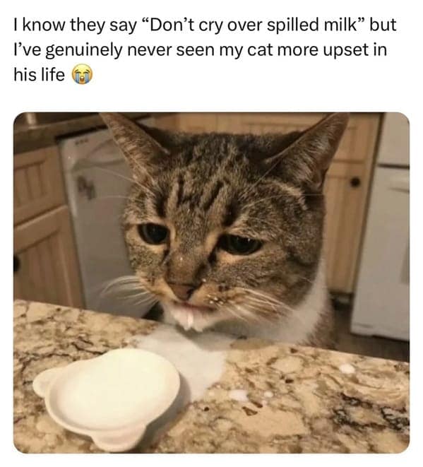 cat memes, funny cat pictures, hilarious cat pictures, funny cat photos