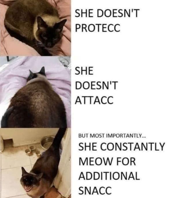 cat memes, funny cat memes, Side-splitting Cat Content, Gut-busting Cat Clips, Laugh-out-loud Cat Reels