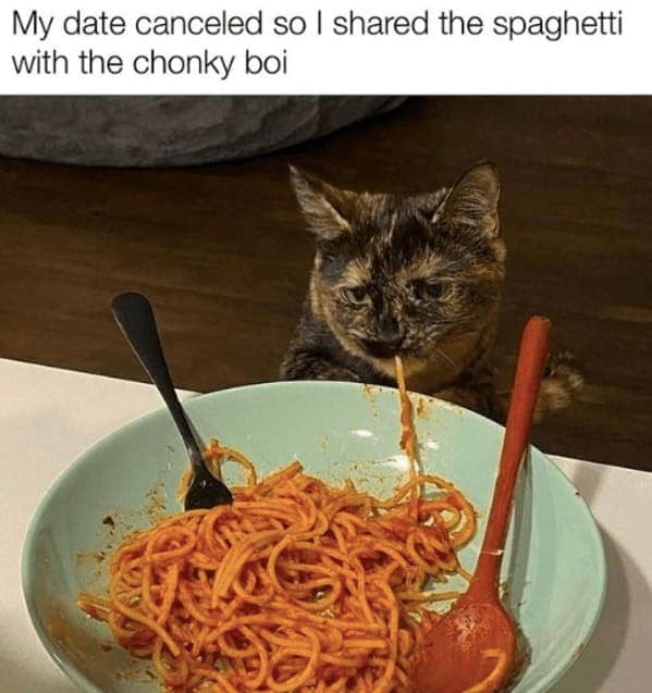 cat memes, funny cat memes, Side-splitting Cat Content, Gut-busting Cat Clips, Laugh-out-loud Cat Reels