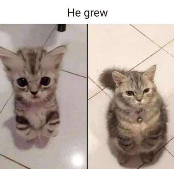 cat memes, funny cat pictures, hilarious cat pictures, funny cat photos