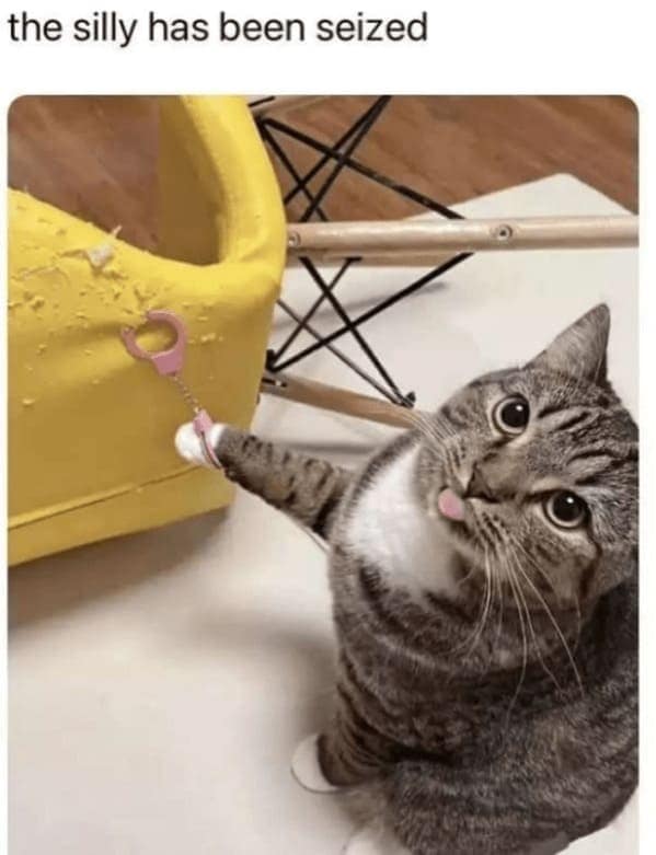cat memes, funny cat memes, Side-splitting Cat Content, Gut-busting Cat Clips, Laugh-out-loud Cat Reels