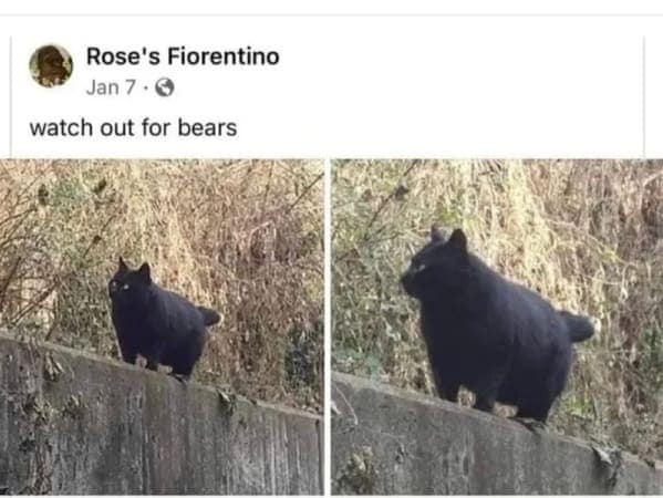 cat memes, funny cat pictures, hilarious cat pictures, funny cat photos