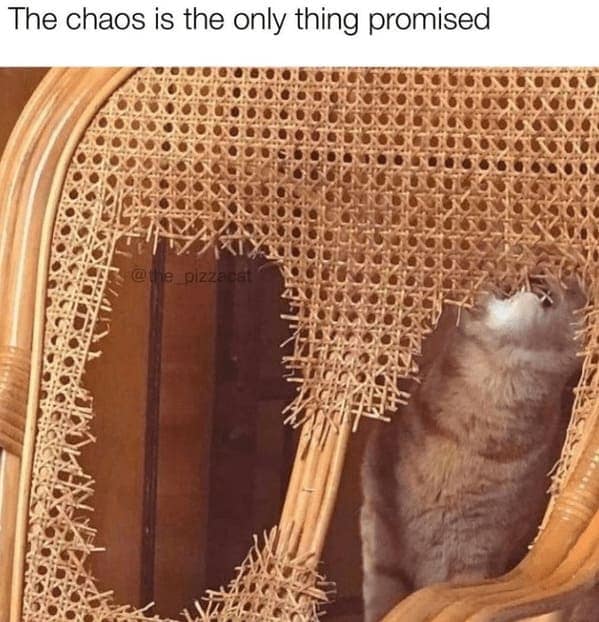 cat memes, funny cat memes, Side-splitting Cat Content, Gut-busting Cat Clips, Laugh-out-loud Cat Reels