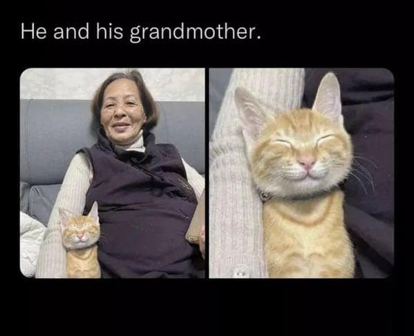 cat memes, funny cat pictures, hilarious cat pictures, funny cat photos