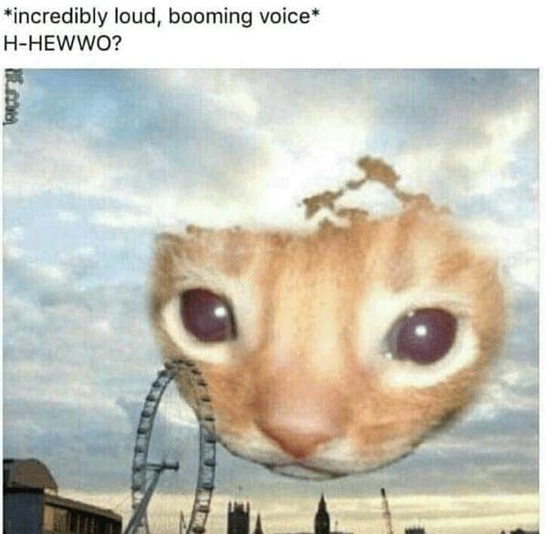 cat memes, funny cat memes, Side-splitting Cat Content, Gut-busting Cat Clips, Laugh-out-loud Cat Reels