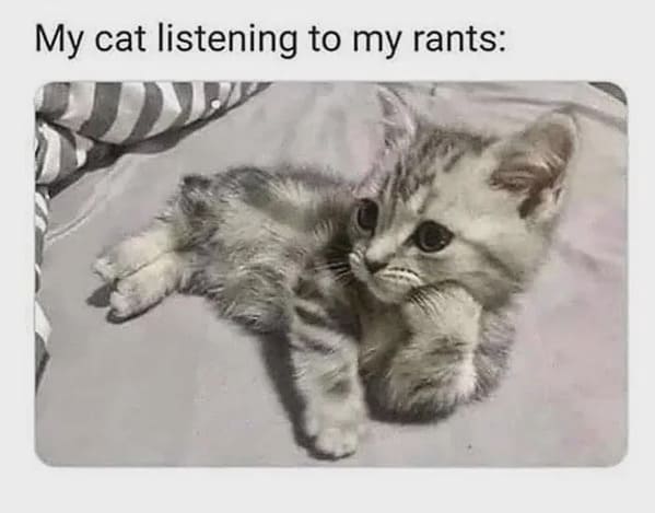 cat memes, funny cat pictures, hilarious cat pictures, funny cat photos