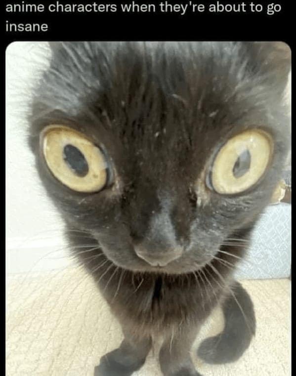cat memes, funny cat memes, Side-splitting Cat Content, Gut-busting Cat Clips, Laugh-out-loud Cat Reels