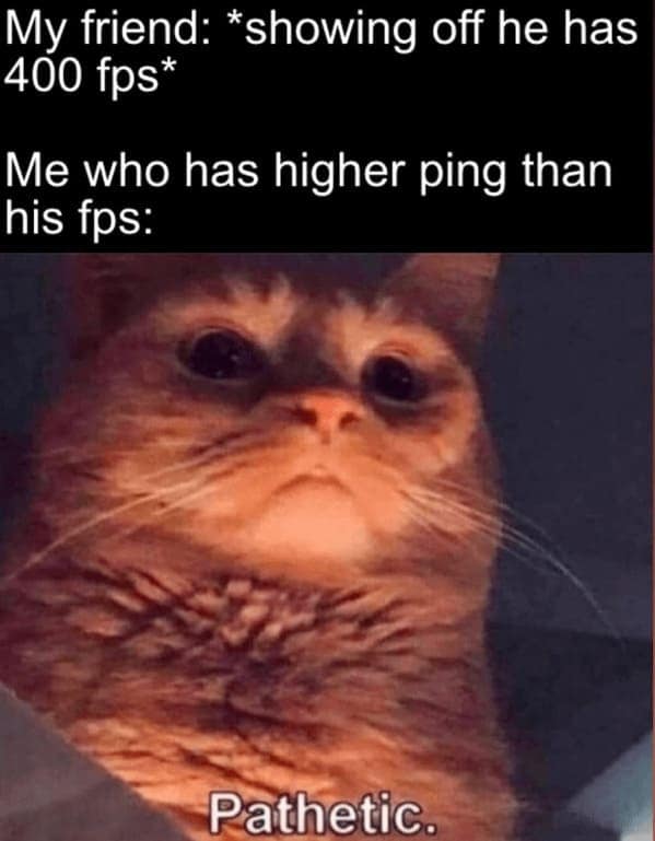 cat memes, funny cat memes, Side-splitting Cat Content, Gut-busting Cat Clips, Laugh-out-loud Cat Reels
