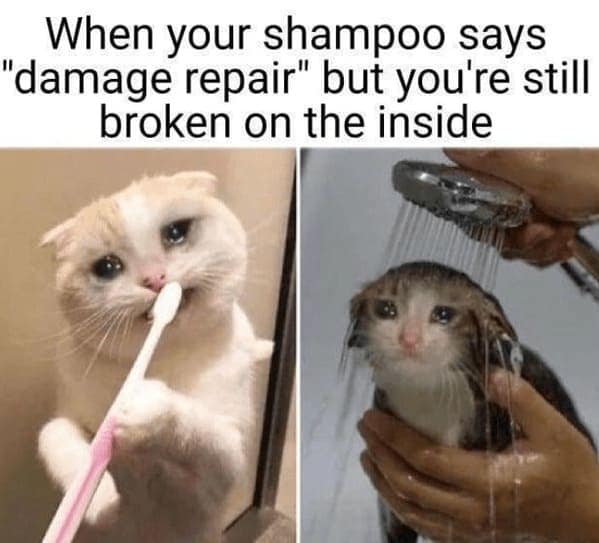 cat memes, funny cat memes, Side-splitting Cat Content, Gut-busting Cat Clips, Laugh-out-loud Cat Reels