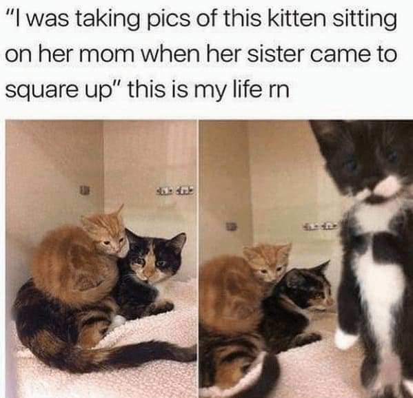 cat memes, funny cat memes, Side-splitting Cat Content, Gut-busting Cat Clips, Laugh-out-loud Cat Reels