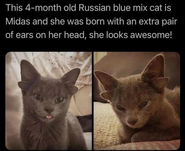 cat memes, funny cat pictures, hilarious cat pictures, funny cat photos