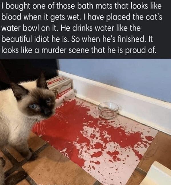 cat memes, funny cat memes, Side-splitting Cat Content, Gut-busting Cat Clips, Laugh-out-loud Cat Reels