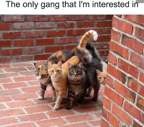 cat memes, funny cat pictures, hilarious cat pictures, funny cat photos