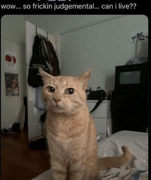 cat memes, funny cat memes, Side-splitting Cat Content, Gut-busting Cat Clips, Laugh-out-loud Cat Reels